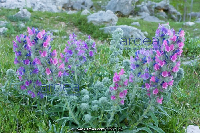 : A beautiful endemic Bugloss : A beautiful endemic Bugloss