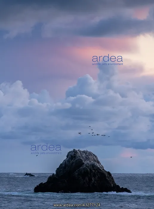 : Beautiful evening sky looking from Point lobos state : Beautiful evening sky looking from Point lobos state