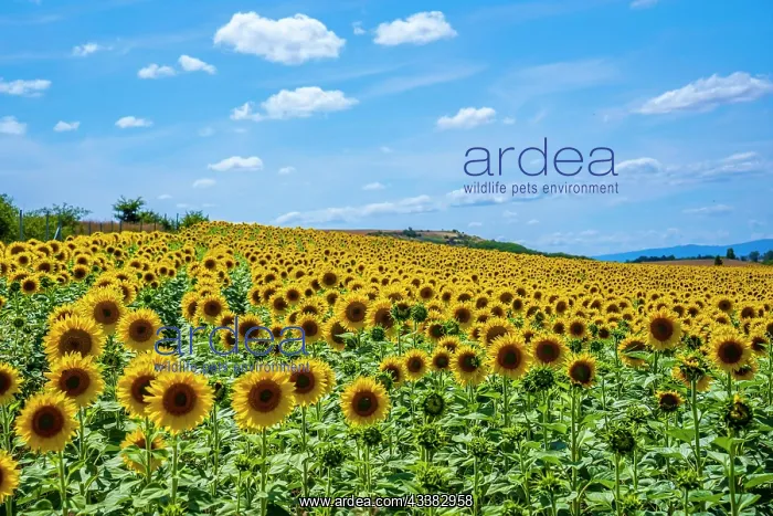 : A beautiful field of sunflowers in a field of Ca : A beautiful field of sunflowers in a field of Ca