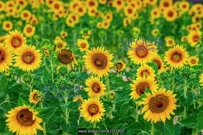 : Beautiful field with sunflowers (Helianthus annu : Beautiful field with sunflowers (Helianthus annu