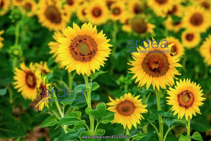 : Beautiful field with sunflowers (Helianthus annu : Beautiful field with sunflowers (Helianthus annu
