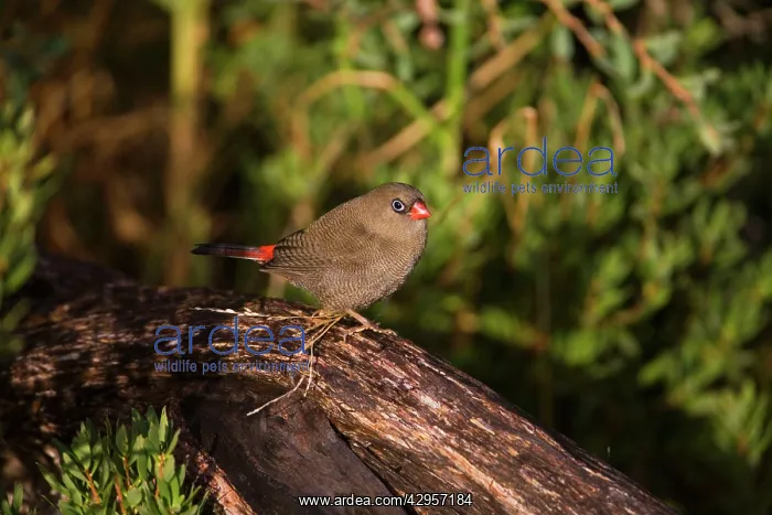 : Beautiful Firetail : Beautiful Firetail