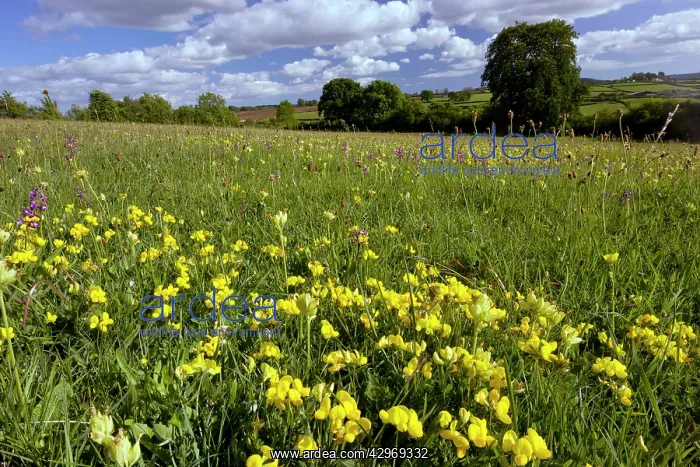 : Beautiful flower-rich Grassland - with Bird's Foot : Beautiful flower-rich Grassland - with Bird's Foot