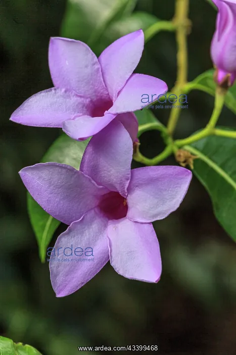 : A beautiful flower of rubber vine : A beautiful flower of rubber vine