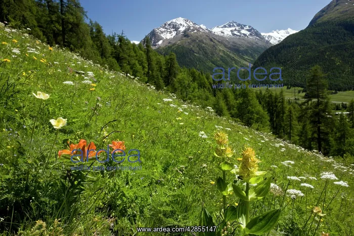 : Beautiful flowery alpine hillside - with Orange : Beautiful flowery alpine hillside - with Orange