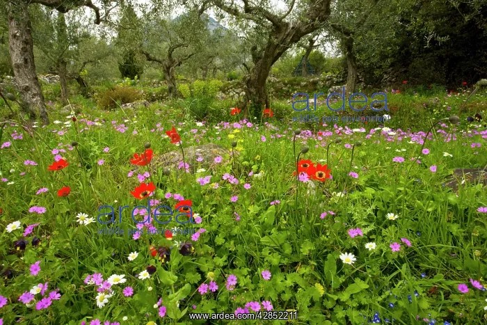 : Beautiful flowery old olive groves in spring, with : Beautiful flowery old olive groves in spring, with