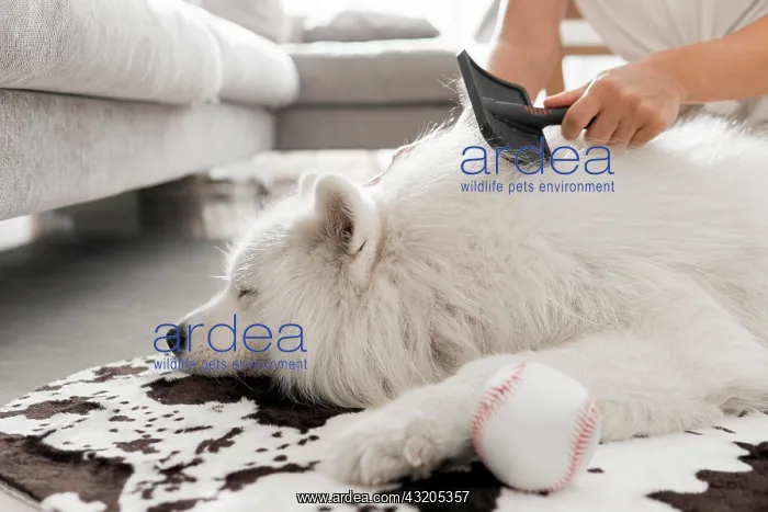 : beautiful fluffy white dog. Beautiful photo : beautiful fluffy white dog. Beautiful photo