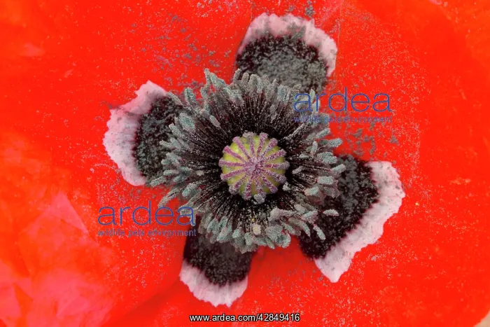 : Beautiful form of field poppy, Papaver rhoeas : Beautiful form of field poppy, Papaver rhoeas