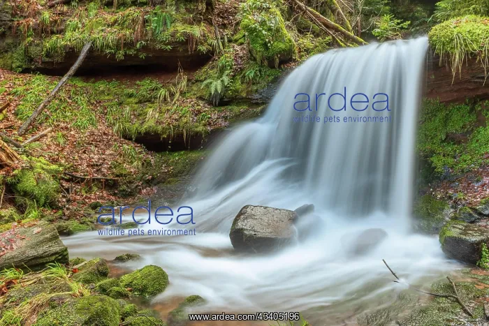 : Beautiful fresh mountain waterfall in a wild and : Beautiful fresh mountain waterfall in a wild and