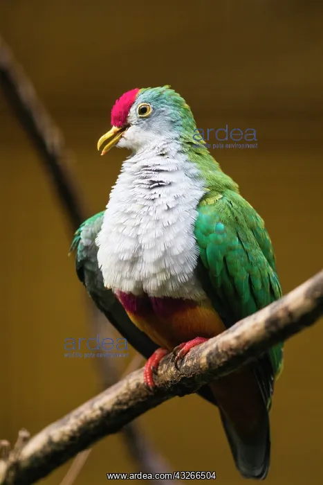: Beautiful Fruit-Dove, male perched on branch calling : Beautiful Fruit-Dove, male perched on branch calling