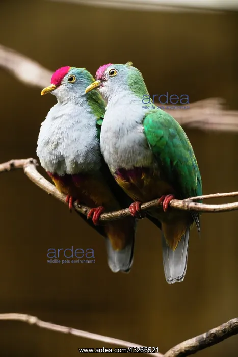 : Beautiful Fruit-Dove, pair perched on branch, captive : Beautiful Fruit-Dove, pair perched on branch, captive