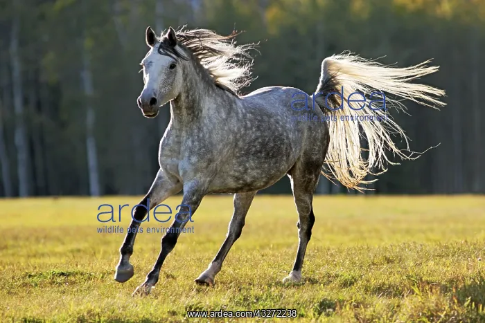 : Beautiful Grey dapple Arabian Mare galloping on : Beautiful Grey dapple Arabian Mare galloping on