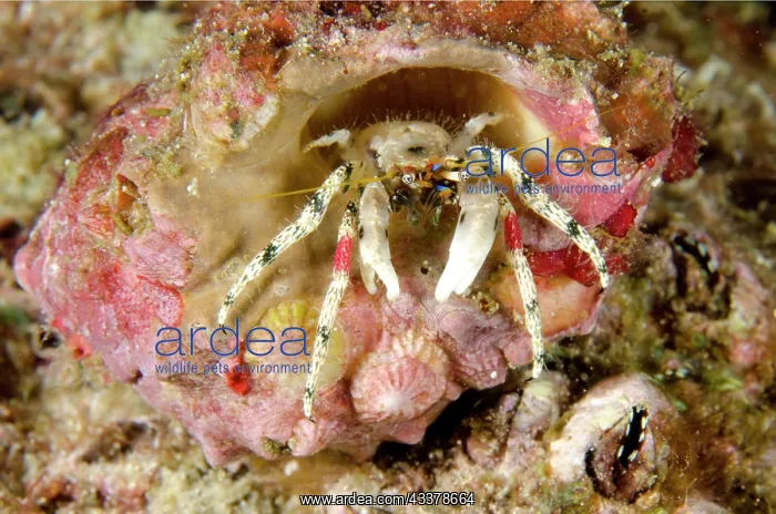 : Beautiful Hermit Crab : Beautiful Hermit Crab