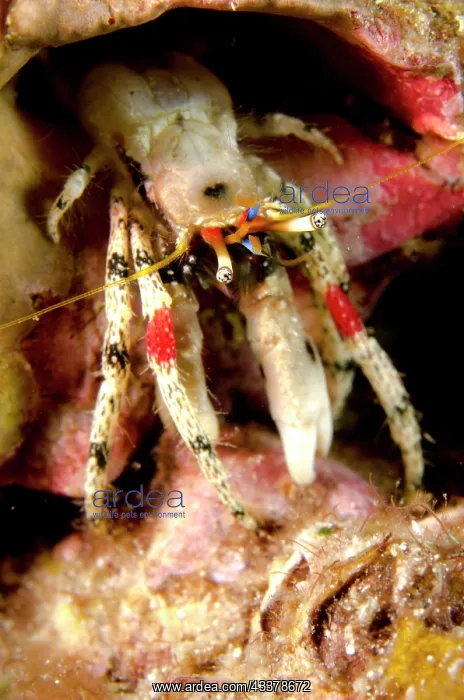 : Beautiful Hermit Crab : Beautiful Hermit Crab