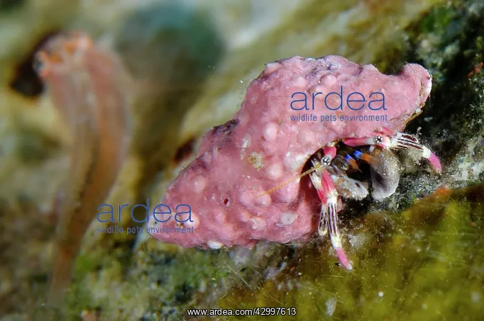 : Beautiful Hermit Crab - Sedam dive site, Seraya : Beautiful Hermit Crab - Sedam dive site, Seraya