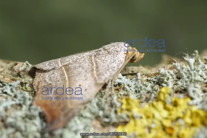 : Beautiful Hook-tip Moth - Norfolk UK : Beautiful Hook-tip Moth - Norfolk UK