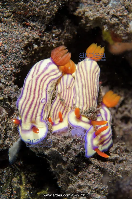 : Beautiful Hypselodoris Nudibranches - Kubu, Tulamben, Karang : Beautiful Hypselodoris Nudibranches - Kubu, Tulamben, Karang