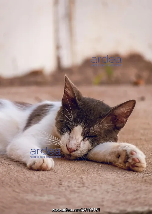 : A beautiful kitten lying on the floor, close up : A beautiful kitten lying on the floor, close up