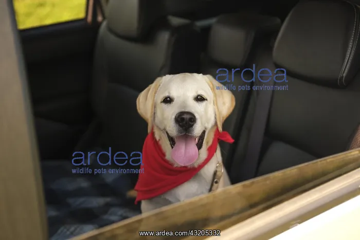 : beautiful labrador retriever dog car : beautiful labrador retriever dog car
