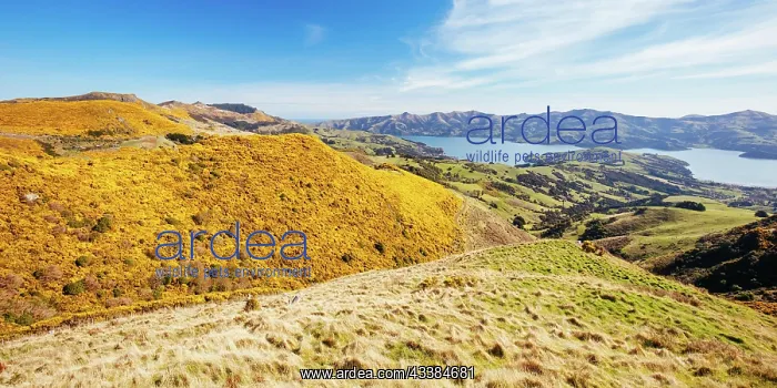 : The beautiful landscape of Banks Peninsula near A : The beautiful landscape of Banks Peninsula near A