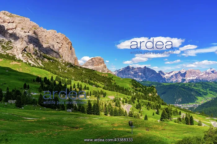 : Beautiful landscape of Langkofel Group or Sassolungo : Beautiful landscape of Langkofel Group or Sassolungo