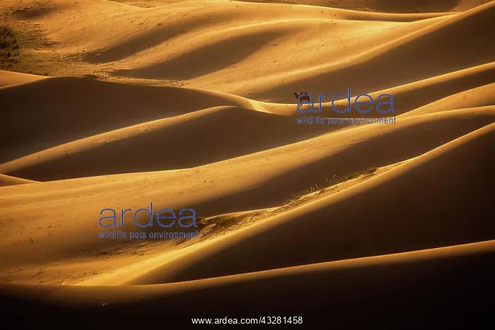 : Beautiful light in Khongor sand dunes. Umnugobi : Beautiful light in Khongor sand dunes. Umnugobi