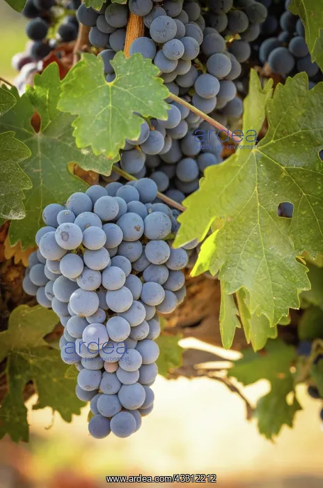 : Beautiful lush wine grape in the vineyard : Beautiful lush wine grape in the vineyard