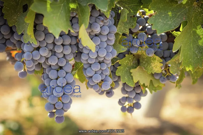 : Beautiful lush wine grape in the vineyard : Beautiful lush wine grape in the vineyard