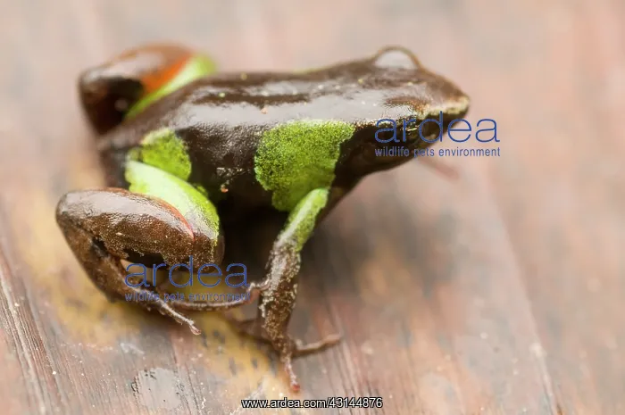 : Beautiful Mantella : Beautiful Mantella