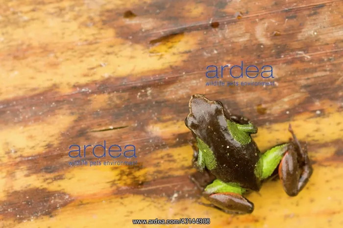 : Beautiful Mantella : Beautiful Mantella
