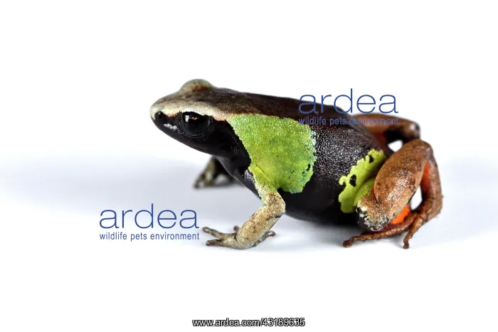 : Beautiful Mantella or Parker's Mantella (Mantella : Beautiful Mantella or Parker's Mantella (Mantella