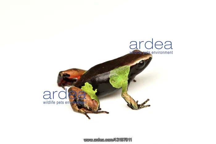 : Beautiful Mantella, Parkers Mantella (Mantella : Beautiful Mantella, Parkers Mantella (Mantella
