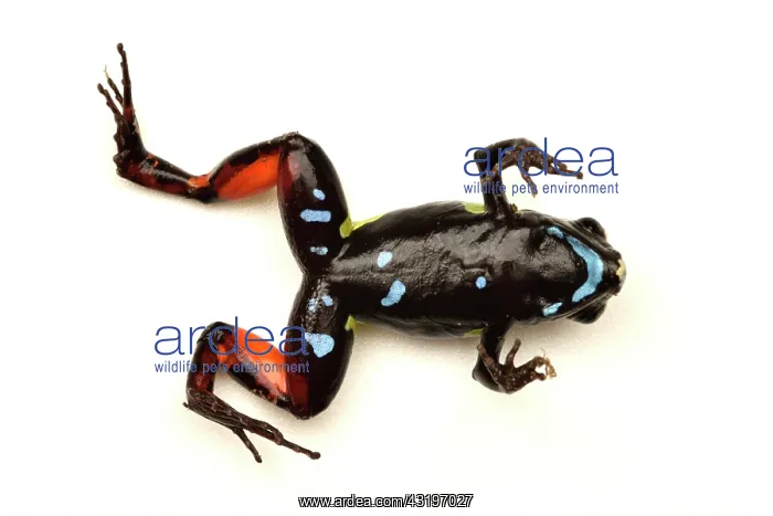 : Beautiful Mantella, Parkers Mantella (Mantella : Beautiful Mantella, Parkers Mantella (Mantella