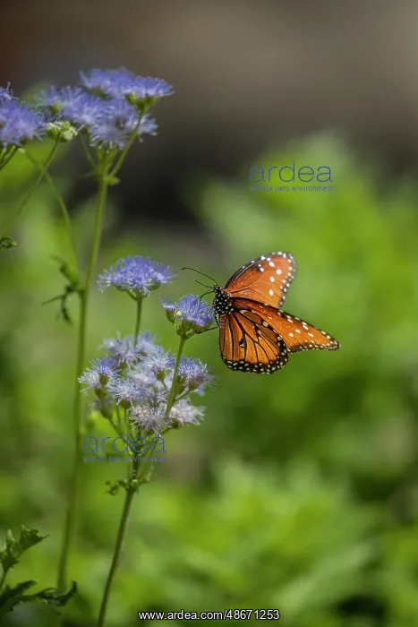  : A beautiful monarch butterfly searches for nectar on mist