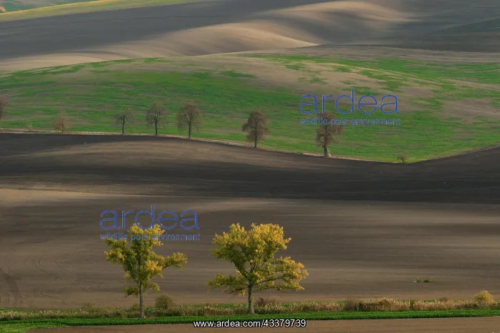 : Beautiful Moravian fields with avenues of trees : Beautiful Moravian fields with avenues of trees