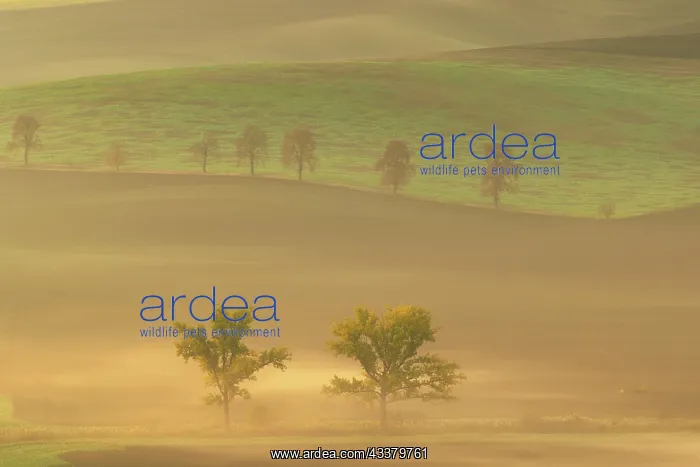 : Beautiful Moravian fields with avenues of trees : Beautiful Moravian fields with avenues of trees