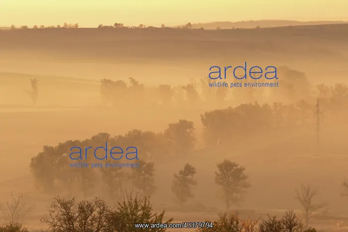 : Beautiful Moravian fields with avenues of trees : Beautiful Moravian fields with avenues of trees
