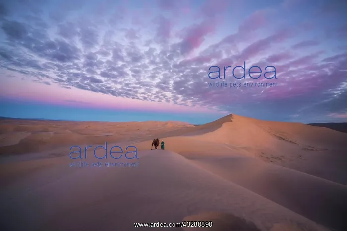 : Beautiful morning in Khongor sand dunes. Umnugobi : Beautiful morning in Khongor sand dunes. Umnugobi