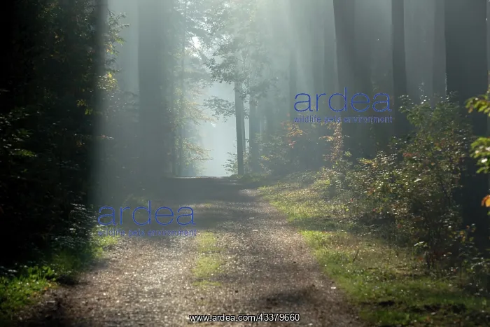 : Beautiful morning sun rays illuminating the forest : Beautiful morning sun rays illuminating the forest