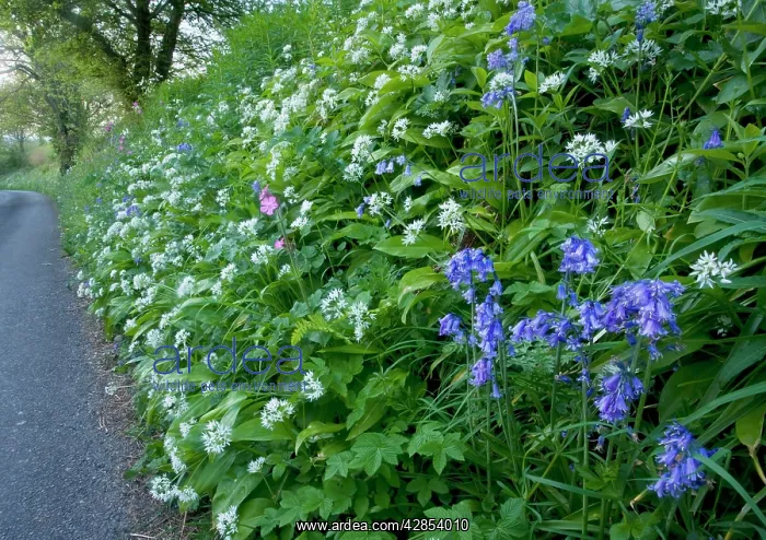 : Beautiful old flowery roadside verge / hedgebank : Beautiful old flowery roadside verge / hedgebank