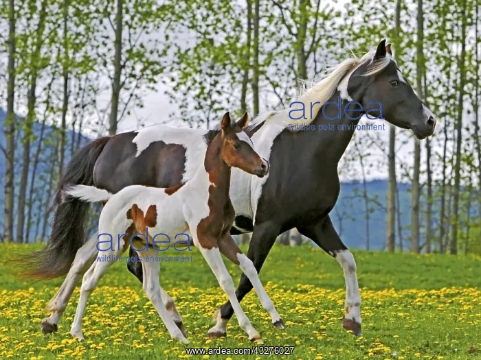 : Beautiful Paint Mare and Foal running together at : Beautiful Paint Mare and Foal running together at