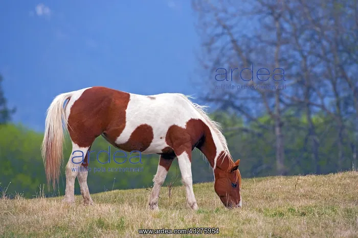 : Beautiful Paint Mare grassing in meadow : Beautiful Paint Mare grassing in meadow