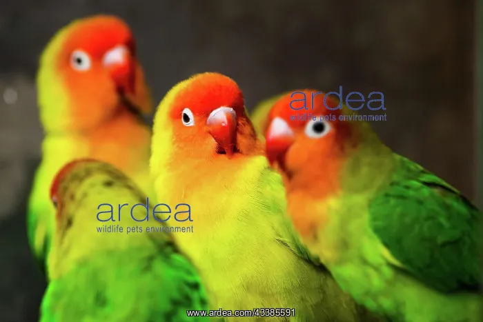 : Beautiful parrots, Sun Conure on tree branch. Bird : Beautiful parrots, Sun Conure on tree branch. Bird