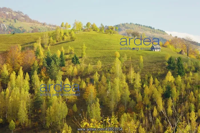 : Beautiful pastoral montane landscape, with traditional : Beautiful pastoral montane landscape, with traditional