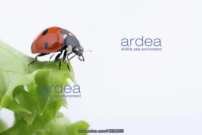 : Beautiful photo of red ladybug walking on lettuce : Beautiful photo of red ladybug walking on lettuce