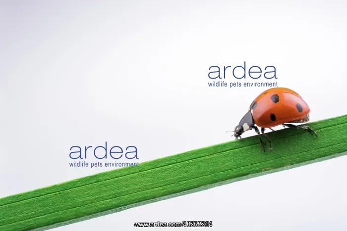 : Beautiful photo of red ladybug walking on a wooden stick : Beautiful photo of red ladybug walking on a wooden stick