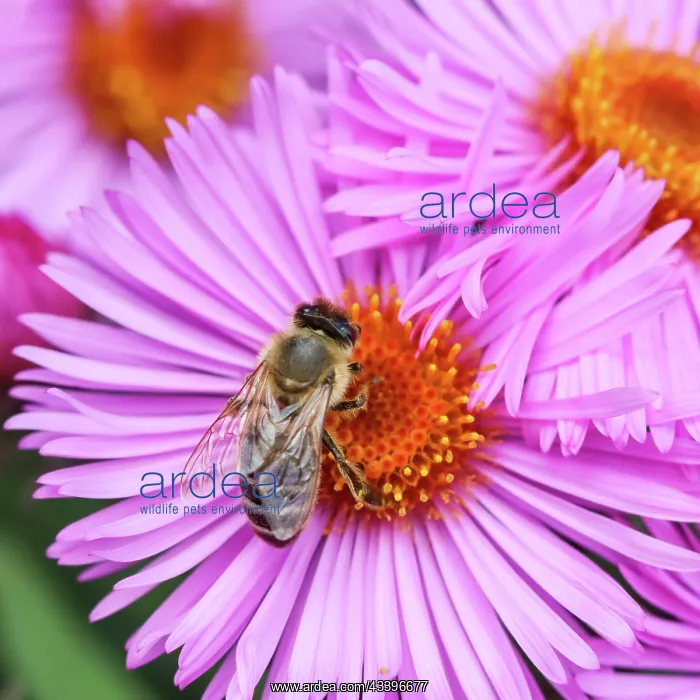 : Beautiful pink flowers of autumn aster with a bee : Beautiful pink flowers of autumn aster with a bee