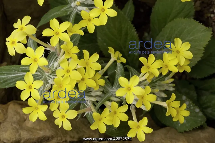 : A beautiful primula from Yemen and N. Africa : A beautiful primula from Yemen and N. Africa