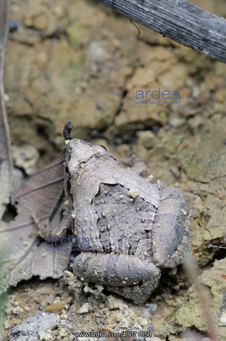 : Beautiful pygmy frog : Beautiful pygmy frog