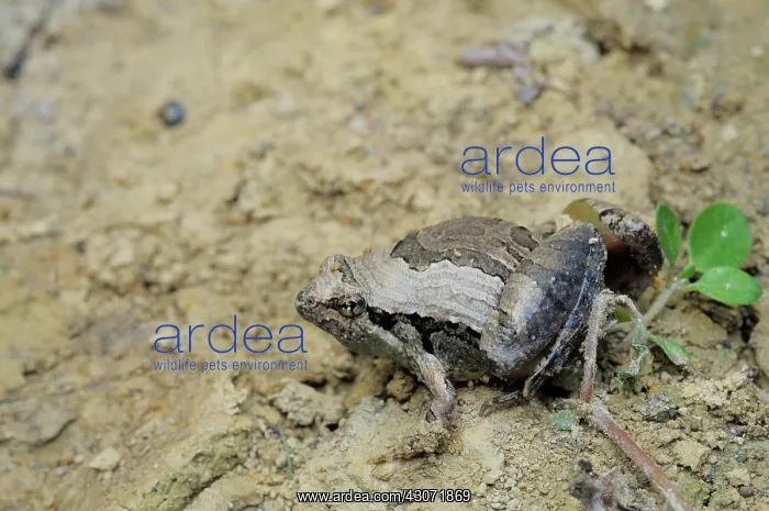 : Beautiful pygmy frog : Beautiful pygmy frog